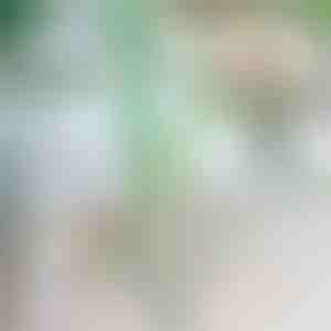 Taimede tugi | ROOTZI