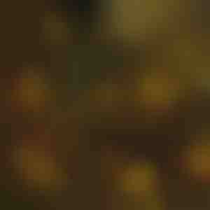 Jõulupuu tuled | IZIGLOW